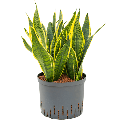 Сансевиерия Futura Superba, Гор14, Выс50 в интернет гипермаркете «Планета Лета». Фото