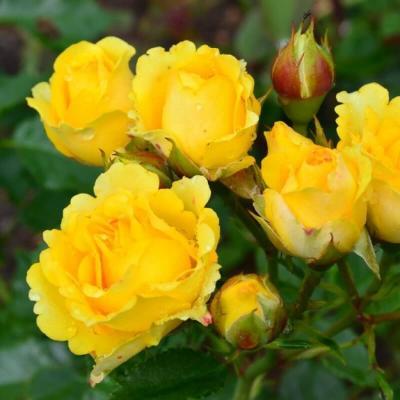 Роза бордюрная Сан Сити C2 Выс30 в интернет гипермаркете «Планета Лета». Фото