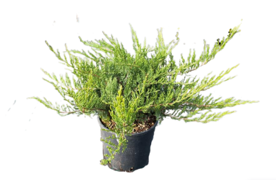 Можжевел.средн.Pfitz.Glauca многоствольный, Гор80, Выс220 И в интернет гипермаркете «Планета Лета». Фото
