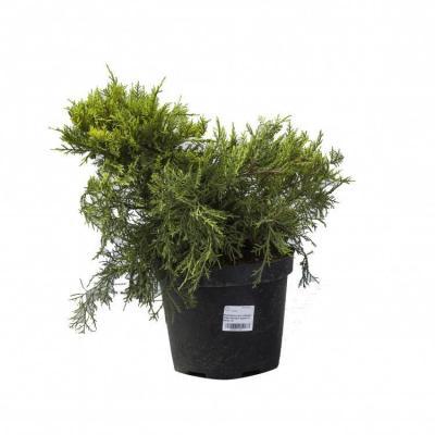 Можжевел.средн.Pfitz.Aurea, Гор23, Выс60 в интернет гипермаркете «Планета Лета». Фото