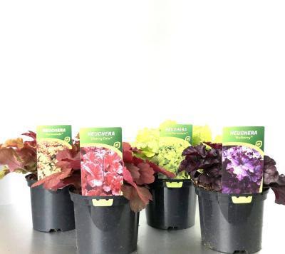 Гейхера, Гор13 М в интернет гипермаркете «Планета Лета». Фото