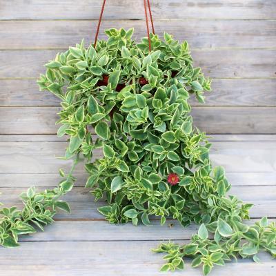 Аптения подвес, Гор18 М в интернет гипермаркете «Планета Лета». Фото