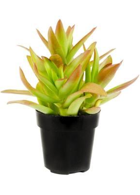 Крассула Campfire, Гор19, Выс30 в интернет гипермаркете «Планета Лета». Фото