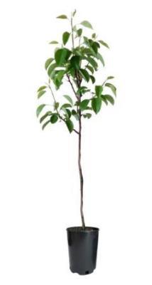 Груша Медовая 2-летка С4 Н140 в интернет гипермаркете «Планета Лета». Фото