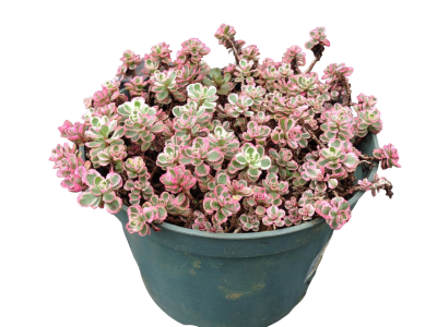 Очиток ложный, Гор10 М в интернет гипермаркете «Планета Лета». Фото