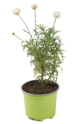 Аргирантемум, Гор11 М в интернет гипермаркете «Планета Лета». Фото