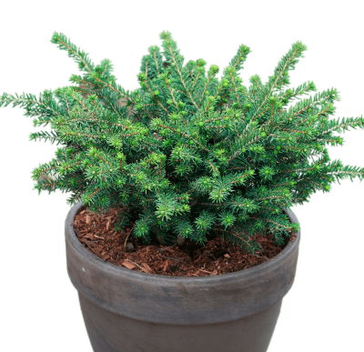 Ель сербская микс, Гор9, Выс20 в интернет гипермаркете «Планета Лета». Фото