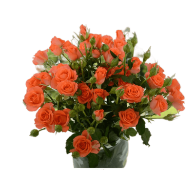 Роза спрей Бейби Гор 23 М в интернет гипермаркете «Планета Лета». Фото