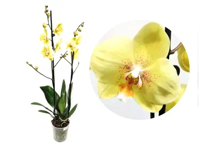 Фаленопсис 2 pp Yellow Special, Гор12, Выс70 в интернет гипермаркете «Планета Лета». Фото
