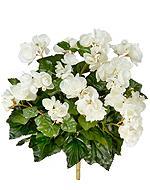 Бегония куст большой белый в-28см 20.1088CR в интернет гипермаркете «Планета Лета». Фото