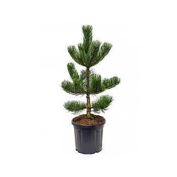 Сосна черная, Гор110, Выс175 И в интернет гипермаркете «Планета Лета». Фото