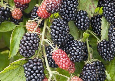 Ежевика Небеса Могут Подождать (туба) в интернет гипермаркете «Планета Лета». Фото