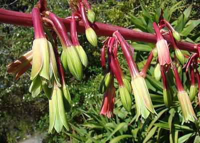 Бешорнерия, Гор30 М в интернет гипермаркете «Планета Лета». Фото