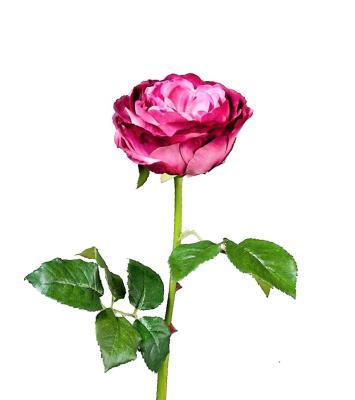 Роза Джема темная фуксия в-56 см бутон в-7,д-11 см 30.03150254FU в интернет гипермаркете «Планета Лета». Фото