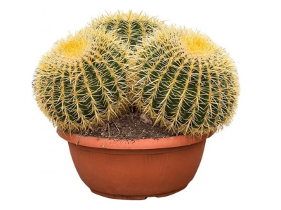 Эхинокактус Grusoni 3 pp, Гор40, Выс40 в интернет гипермаркете «Планета Лета». Фото