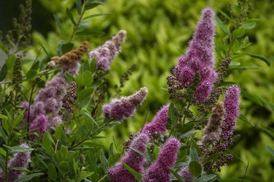 Спирея иволистная/ЦКор П в интернет гипермаркете «Планета Лета». Фото