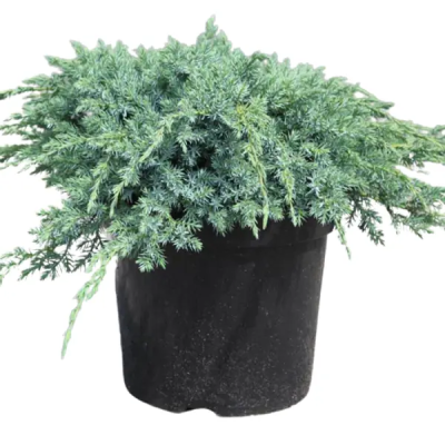 Можжевел.чешуйч.Blue Carpet, Гор27,  Выс40 в интернет гипермаркете «Планета Лета». Фото