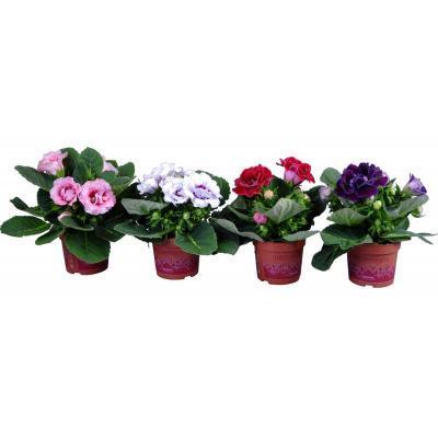 Синнингия Mix, Гор12, Выс30 в интернет гипермаркете «Планета Лета». Фото