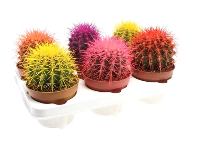 Эхинокактус Grusoni сolor, Гор10, Выс20 в интернет гипермаркете «Планета Лета». Фото