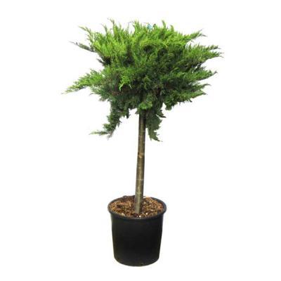 Можжевел.микс штамб, Гор31, Выс125 И в интернет гипермаркете «Планета Лета». Фото