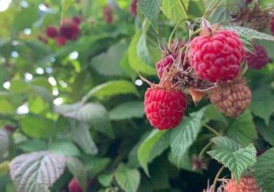 Малиновое Дерево Крепыш С3 Выс100 в интернет гипермаркете «Планета Лета». Фото