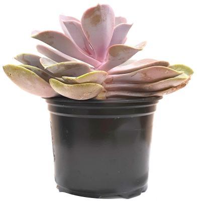 Эчеверия, Гор8, Выс10 в интернет гипермаркете «Планета Лета». Фото