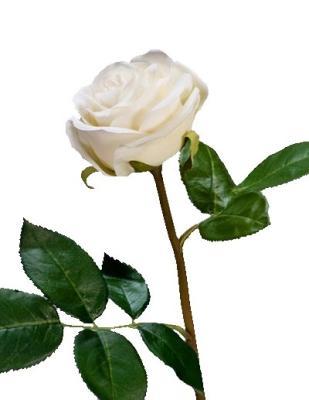 Роза Флорибунда Мидл белая в-34 см д-8 см 24/144 30.0611075WH в интернет гипермаркете «Планета Лета». Фото