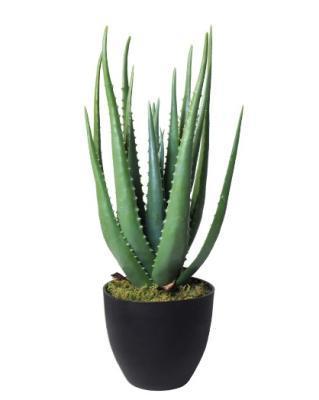 Алоэ куст в-57 см в горшке 4/4 20.071611 в интернет гипермаркете «Планета Лета». Фото