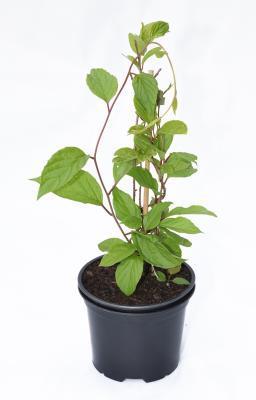 Актинидия коломикта Ленинградская крупноплодная, Гор17 М в интернет гипермаркете «Планета Лета». Фото