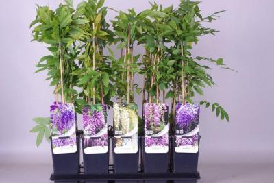 Глициния микс, Гор33, Выс400-450 И в интернет гипермаркете «Планета Лета». Фото