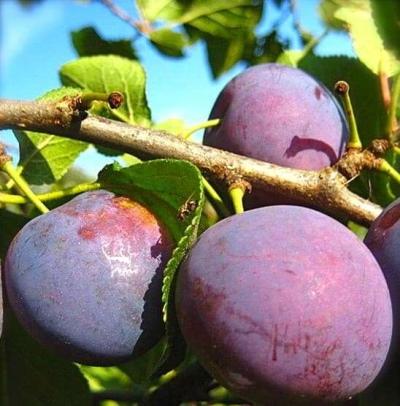 Слива Стартовая П в интернет гипермаркете «Планета Лета». Фото