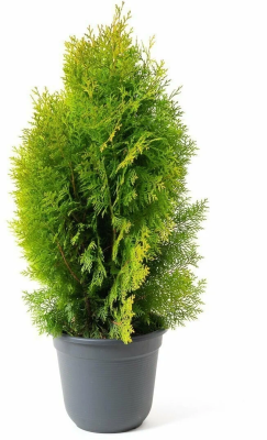 Туя восточ.Aurea Nana, Гор19, Выс20-30 Б в интернет гипермаркете «Планета Лета». Фото