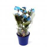 Антуриум Princess Amalia Blue, Гор14, Выс50 в интернет гипермаркете «Планета Лета». Фото
