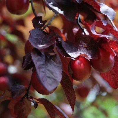 Слива растопыренная Pissardii, Выс125-150, Гор28 в интернет гипермаркете «Планета Лета». Фото