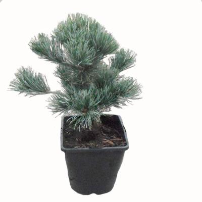 Сосна мелкоцв.Negishi, Гор27, Выс70 в интернет гипермаркете «Планета Лета». Фото