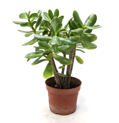 Крассула, Гор19-20 М в интернет гипермаркете «Планета Лета». Фото