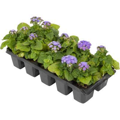 Агератум (1*10), Выс10 в интернет гипермаркете «Планета Лета». Фото