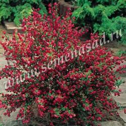 Ракитник ранний Боскоп Руби/ЦКор в интернет гипермаркете «Планета Лета». Фото