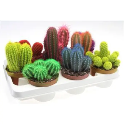 Кактус colour, Гор12, Выс20 в интернет гипермаркете «Планета Лета». Фото