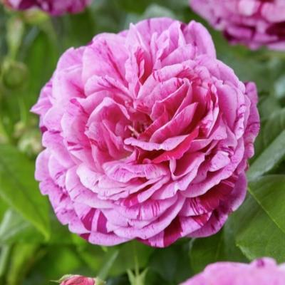 Роза парковая Фердинанд Пичард С2 в интернет гипермаркете «Планета Лета». Фото