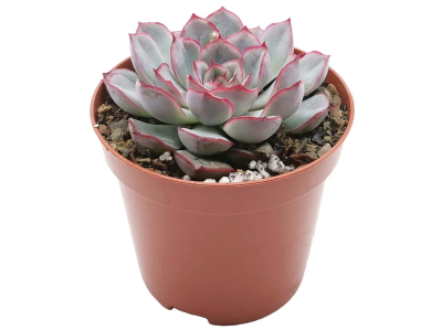 Эчеверия Hercules, Гор8, Выс10 в интернет гипермаркете «Планета Лета». Фото