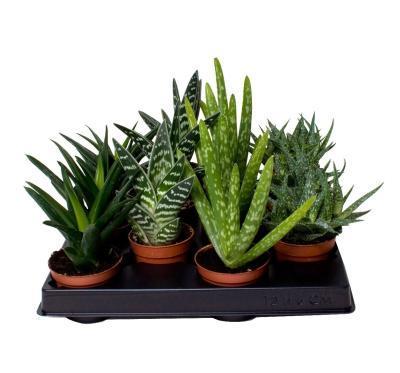 Алоэ Mix, Гор12, Выс20 в интернет гипермаркете «Планета Лета». Фото