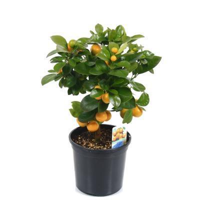 Цитрофортунелла Calamondin, Гор15, Выс40 в интернет гипермаркете «Планета Лета». Фото