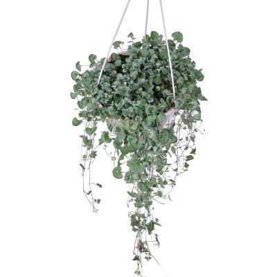 Дихондра подвес, Гор20 М в интернет гипермаркете «Планета Лета». Фото