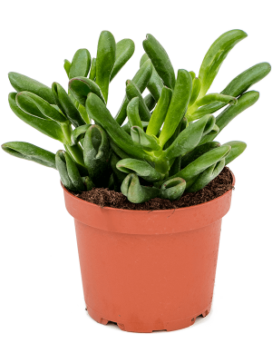 Крассула Gollum, Гор12, Выс20 в интернет гипермаркете «Планета Лета». Фото