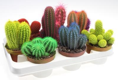 Кактус colour, Гор10, Выс20 в интернет гипермаркете «Планета Лета». Фото