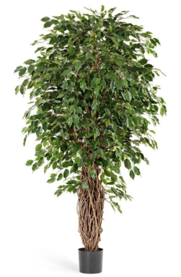 Фикус Бенджамина Де Люкс 150 см в интернет гипермаркете «Планета Лета». Фото