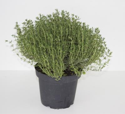 Тимьян ползучий, Гор12, Выс15 в интернет гипермаркете «Планета Лета». Фото