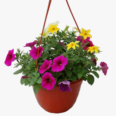 Растения Трио композиция, Гор15 М в интернет гипермаркете «Планета Лета». Фото