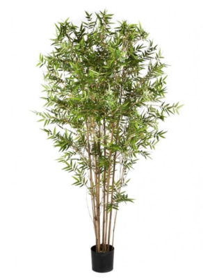 Бамбук Японский ориенталь в-90 см в интернет гипермаркете «Планета Лета». Фото